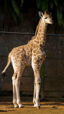 girafa4