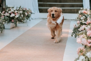 Cachorros na cerimônia e festa de casamento. Pode levar?