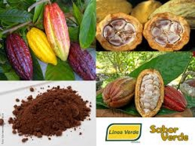 Chocolate, cacau e flavonóides