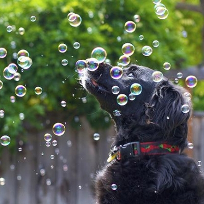 Bolhinha de sabão para pets: interatividade com seu dono