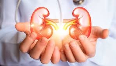 Dia Mundial do Rim, especialista esclarece dúvidas sobre a saúde renal