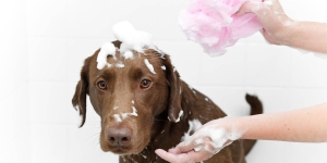 Cuidados com os pelos de cães e gatos