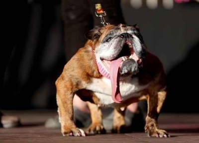 Cão mais feio do mundo morre nos EUA