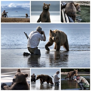 Urso selvagem com poses de &quot;Bichinho doméstico&quot;